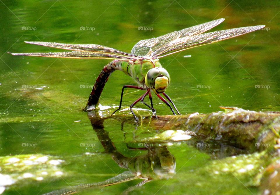 dragonfly