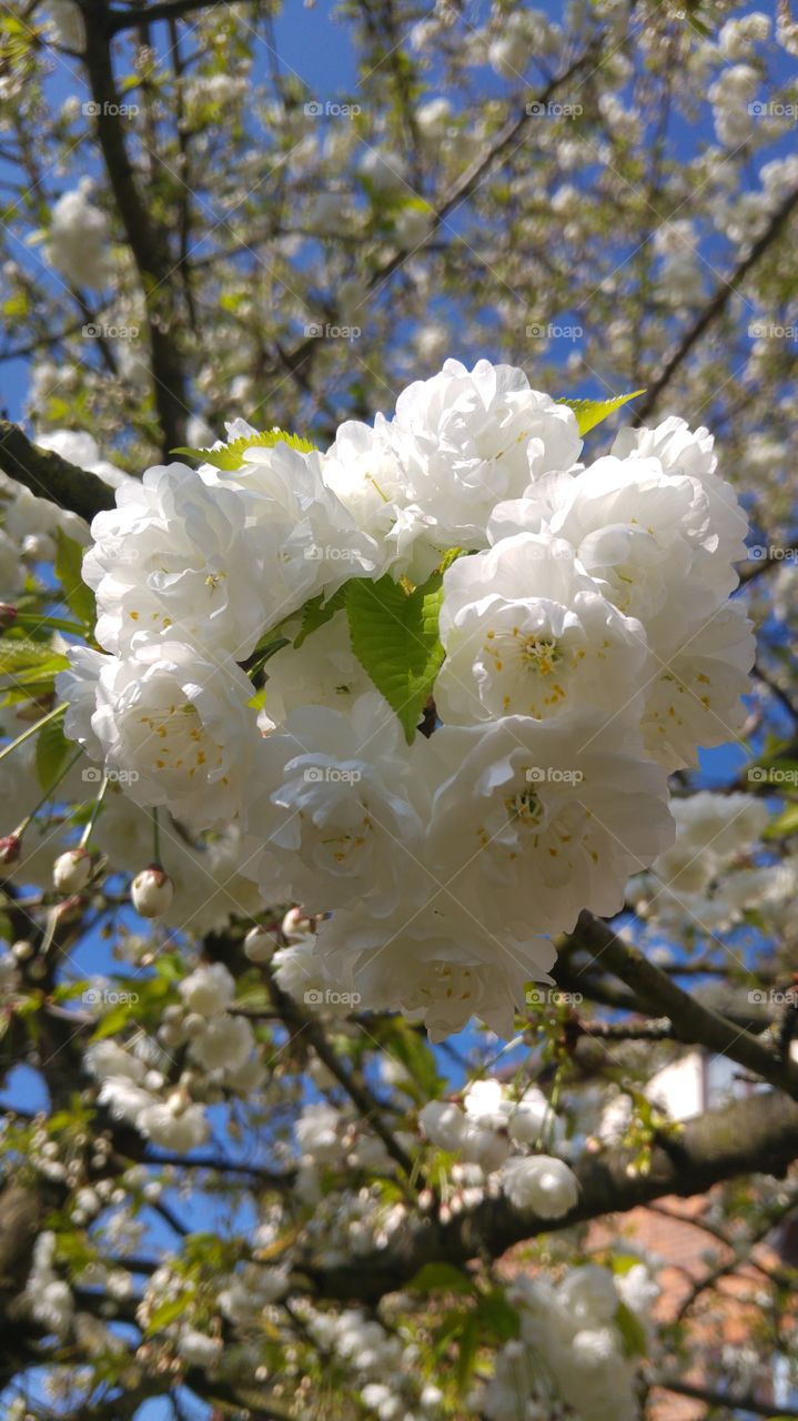 White flowers blooming outdoors