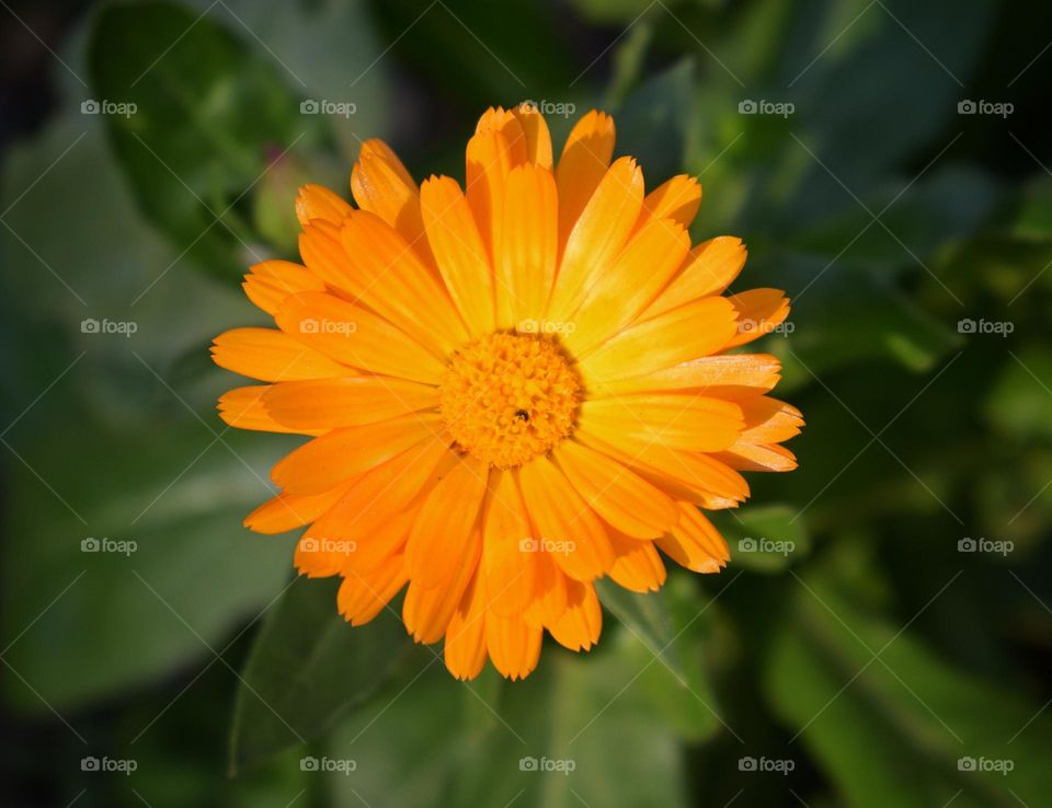 Calendula