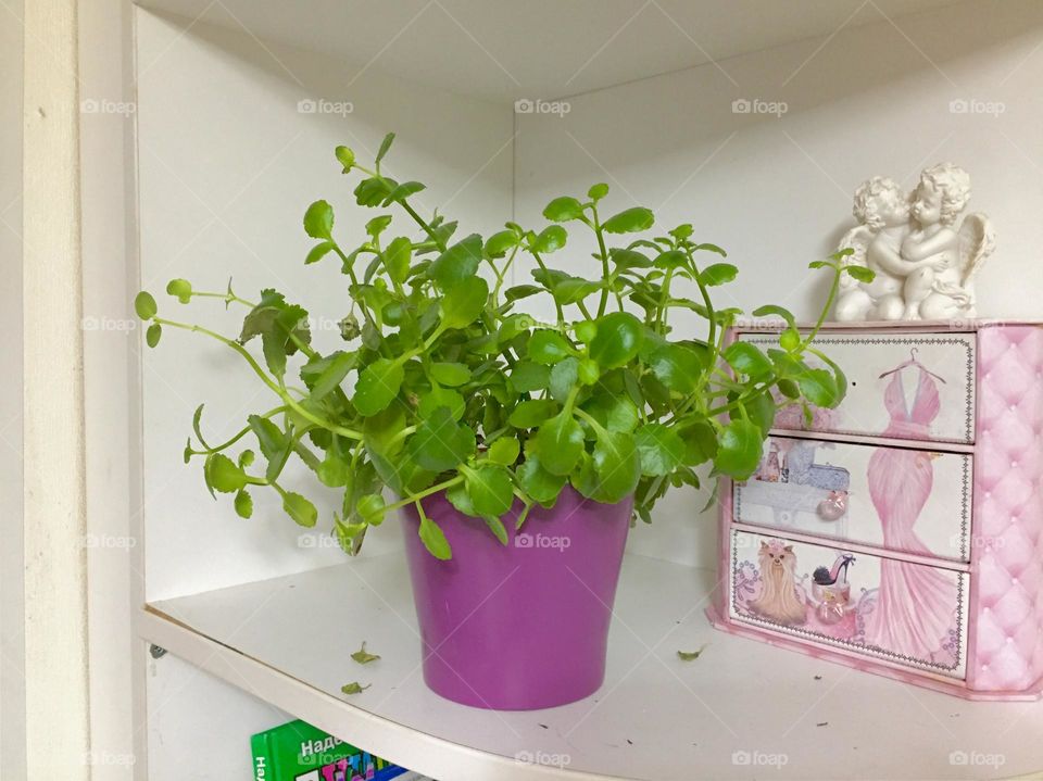 Green kalanchoe plant in violet pot on white shelf