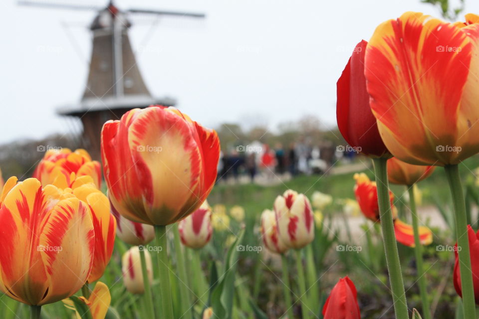 tulip time
