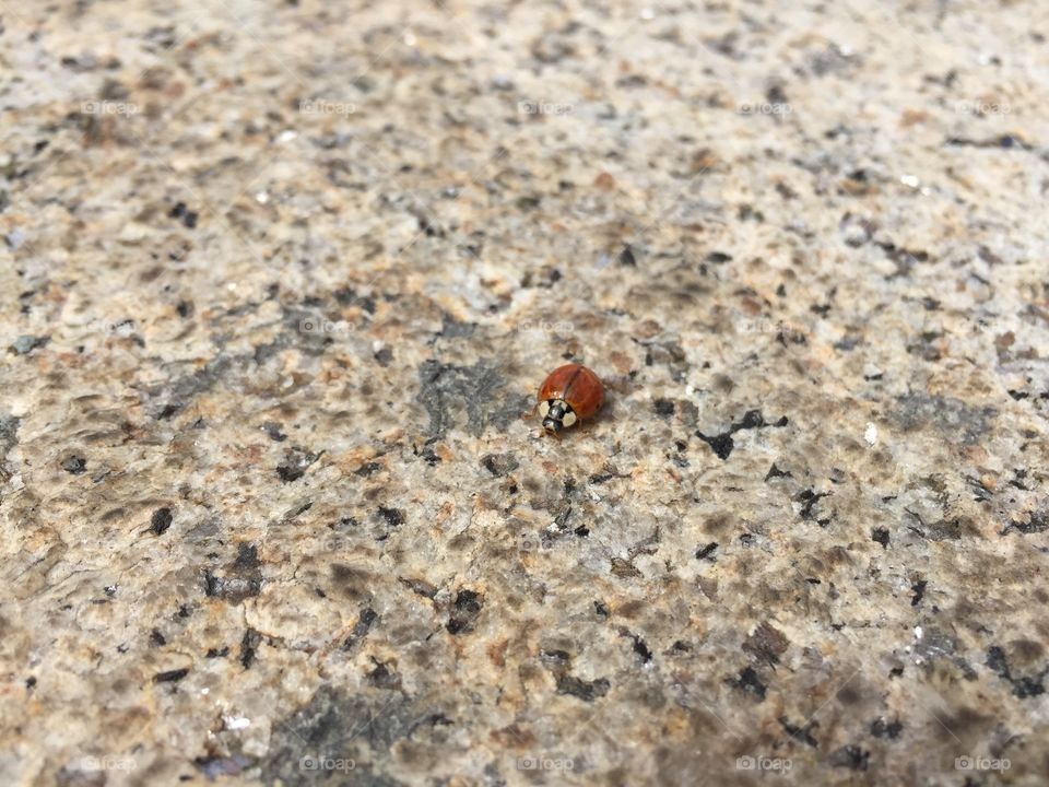 Ladybird close-ups