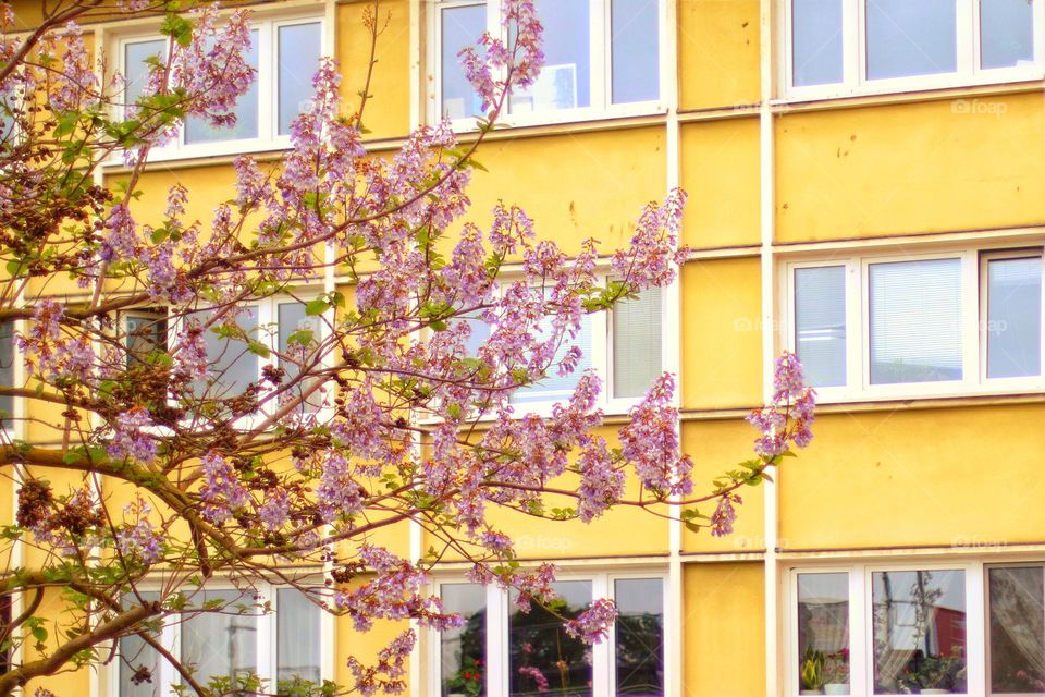 Blooming pink tree in front of yellow house in the city in spring