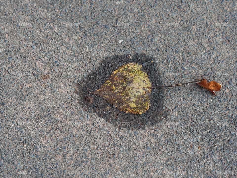 Wet autumn leaf from above