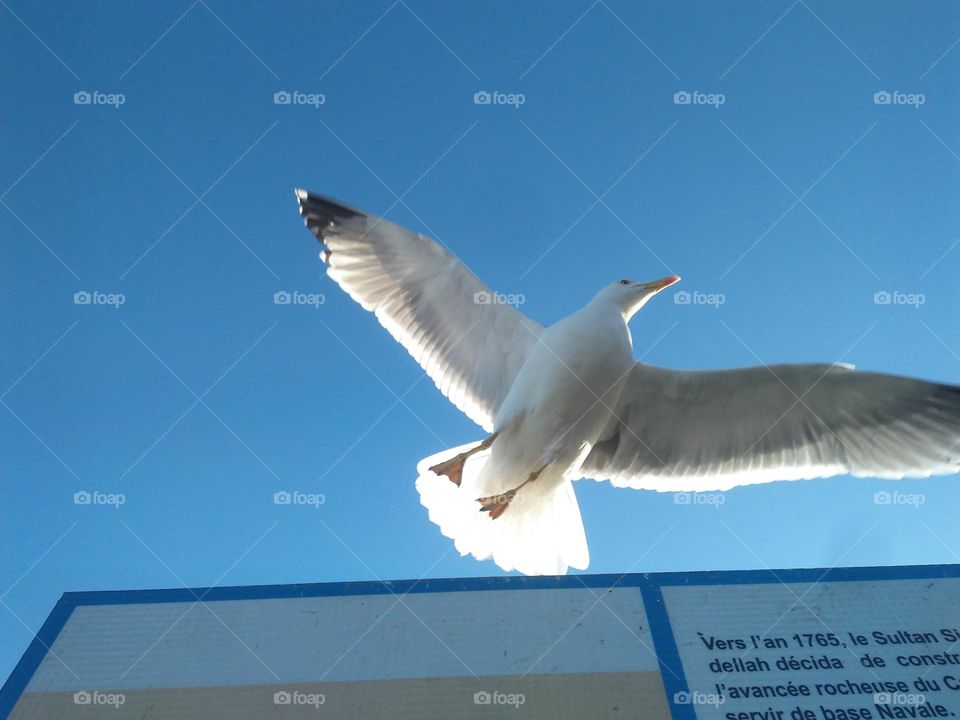 Beautiful flying seagull cross the sky.