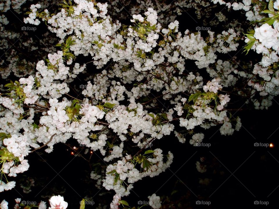 Blossoms at night