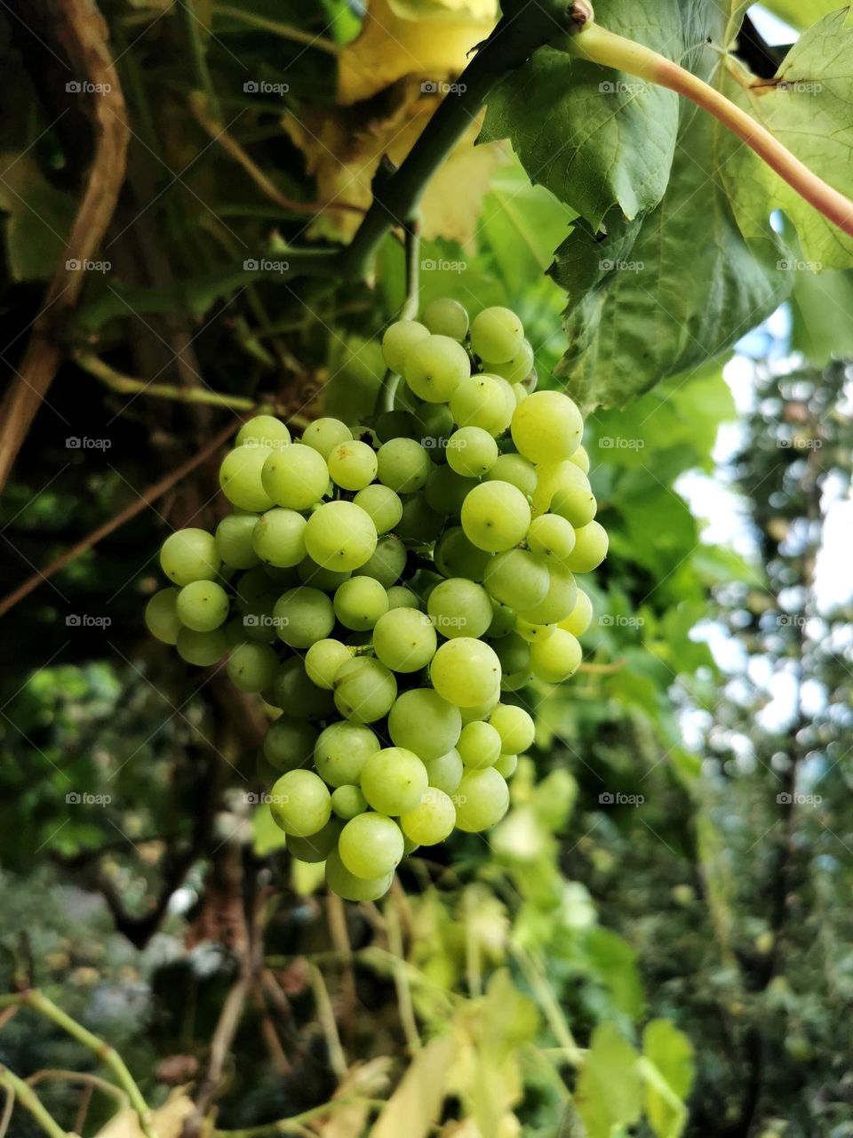 grapes