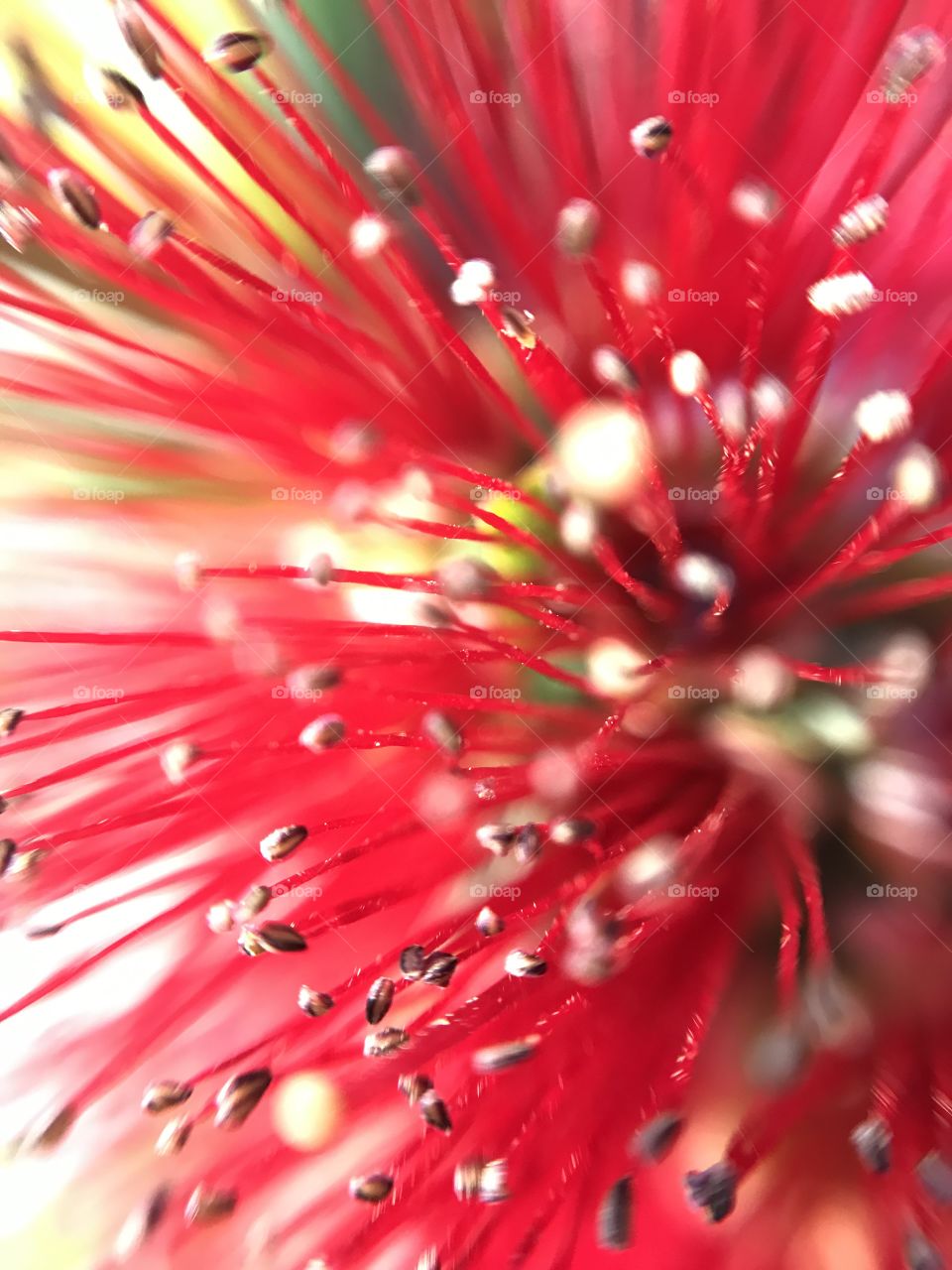Macro of red flower
