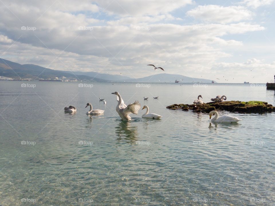 A swan with outstretched wings. The floating swans. Gulls fly.