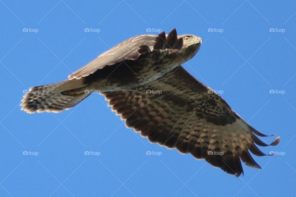 Buzzard 