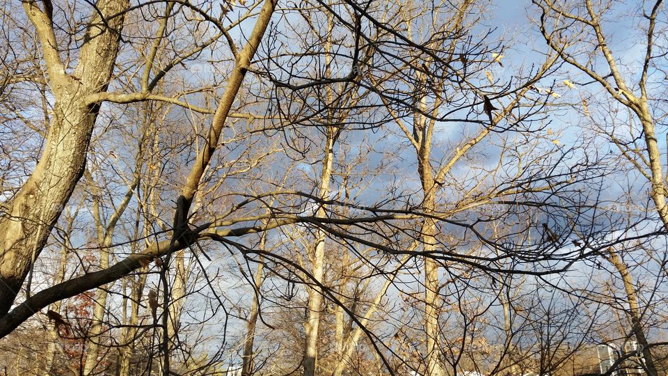 bare trees and winter