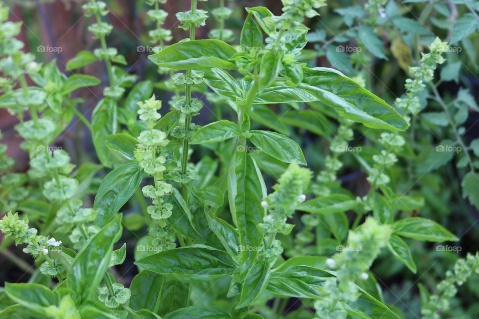 Basil from the garden 