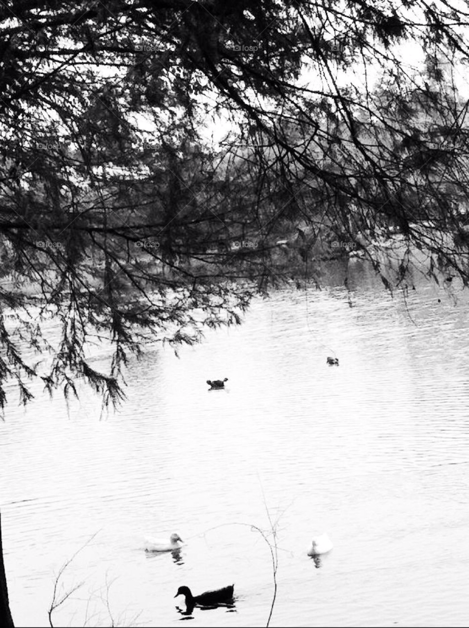 white black tree leaves by mikeymike