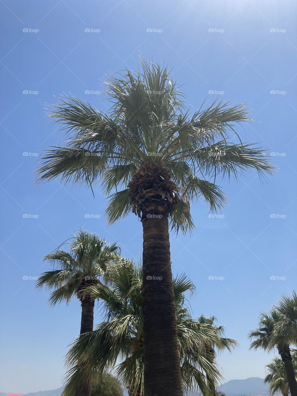 Blue sky and tall palm trees. I love palm tree. Palm tree obsessed. Summer view. Sunny day during vacation 