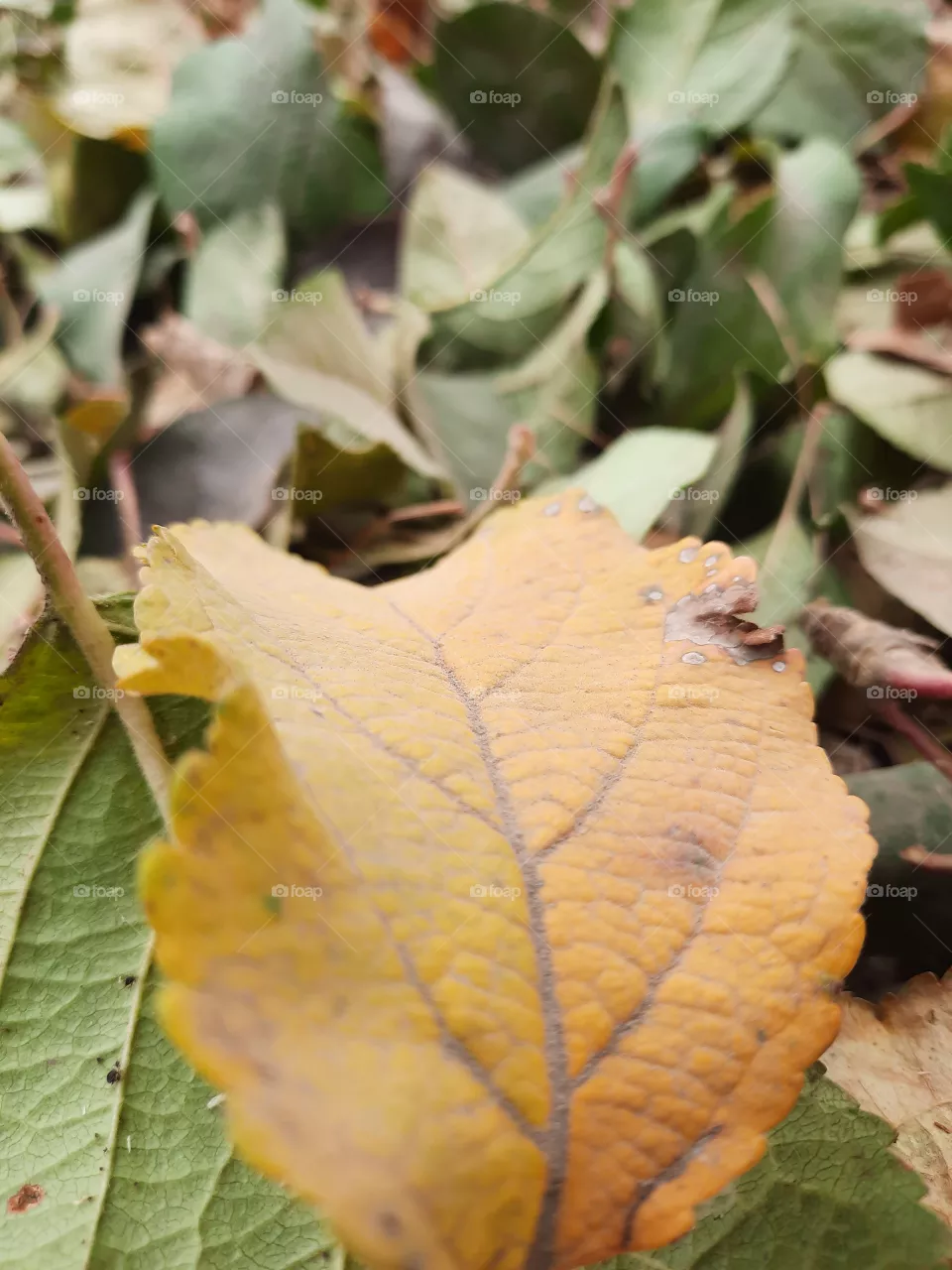 nature