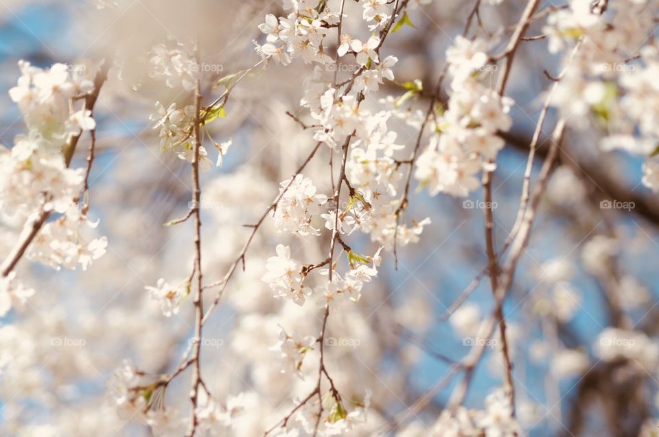 Cherry blossom in Seoul