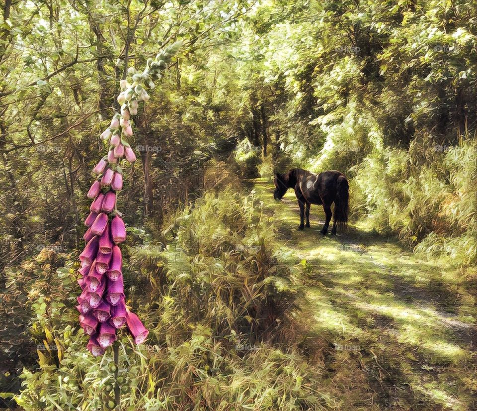Cornwall Pony Trail
