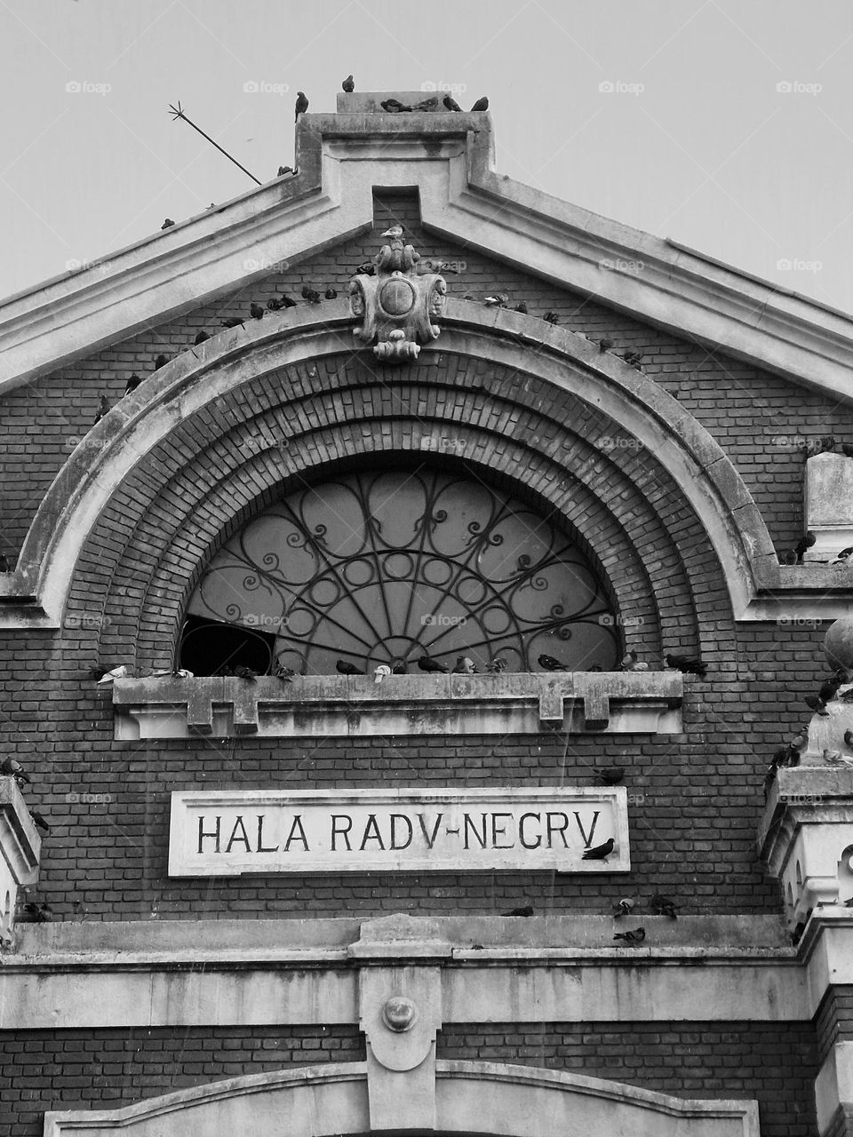 hall Radu Negru