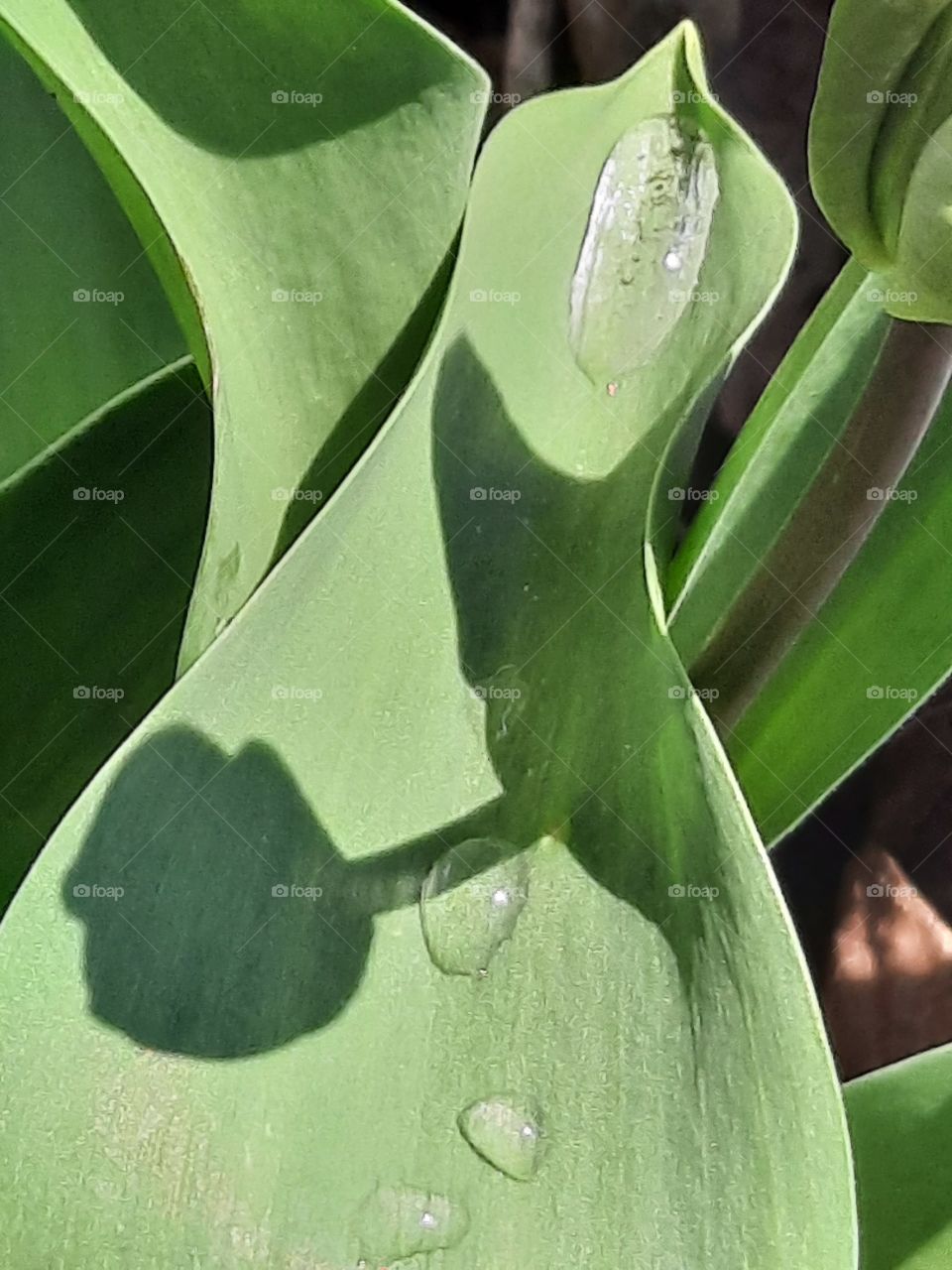 green leaves of a tulip with raindrops and a shadow of a bud