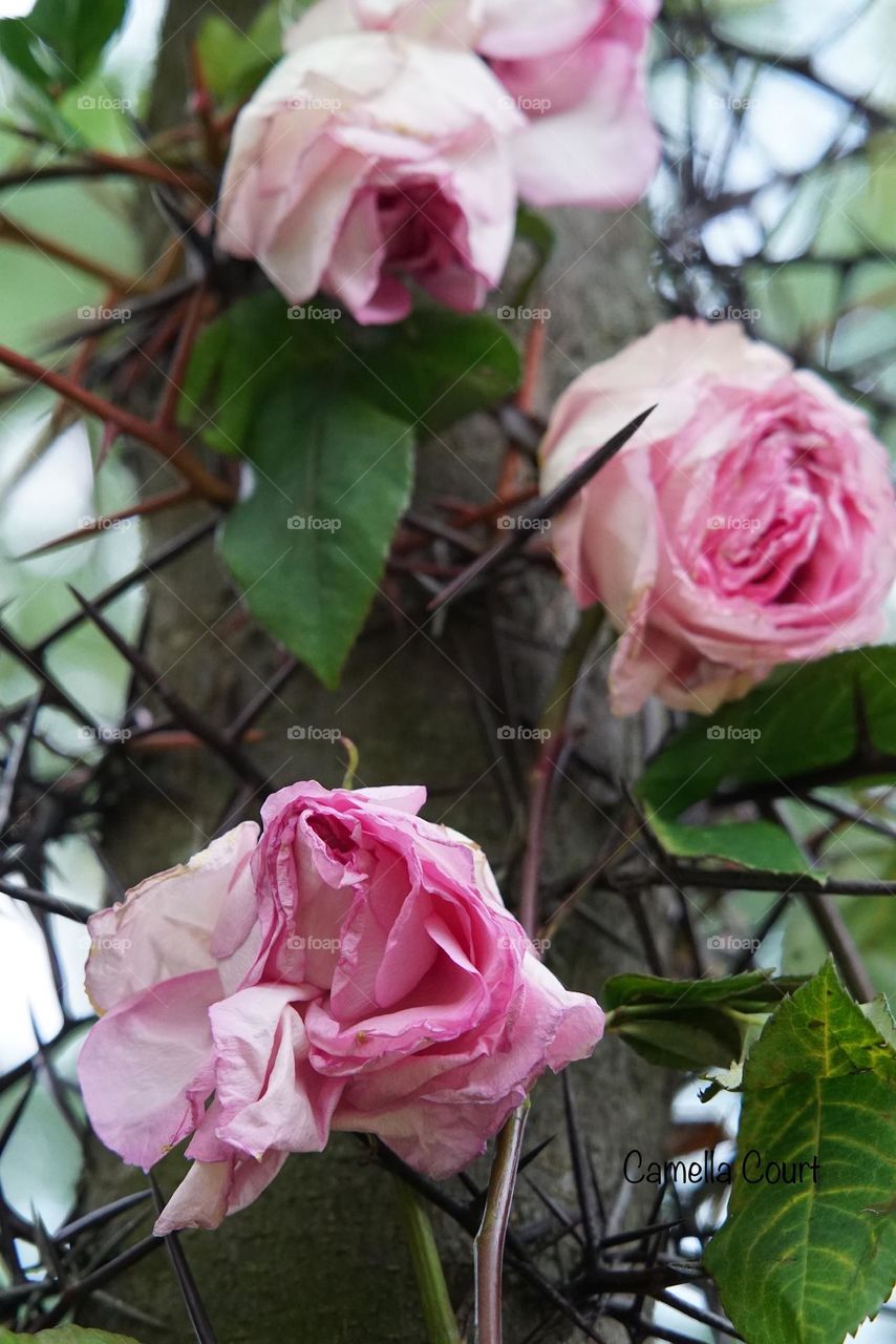 Pink roses on a thorn tree