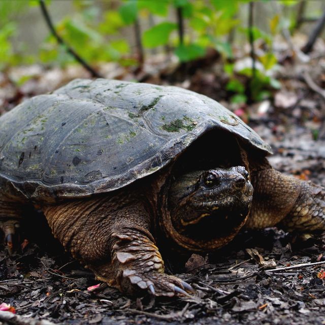 snapping turtle crossing the trail
