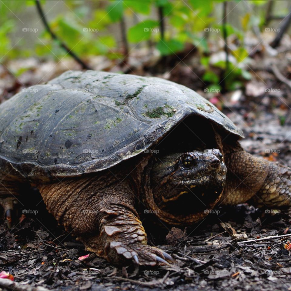 snapping turtle crossing the trail