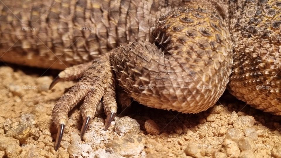 Leg shot. Foot and leg of a Bearded dragon.