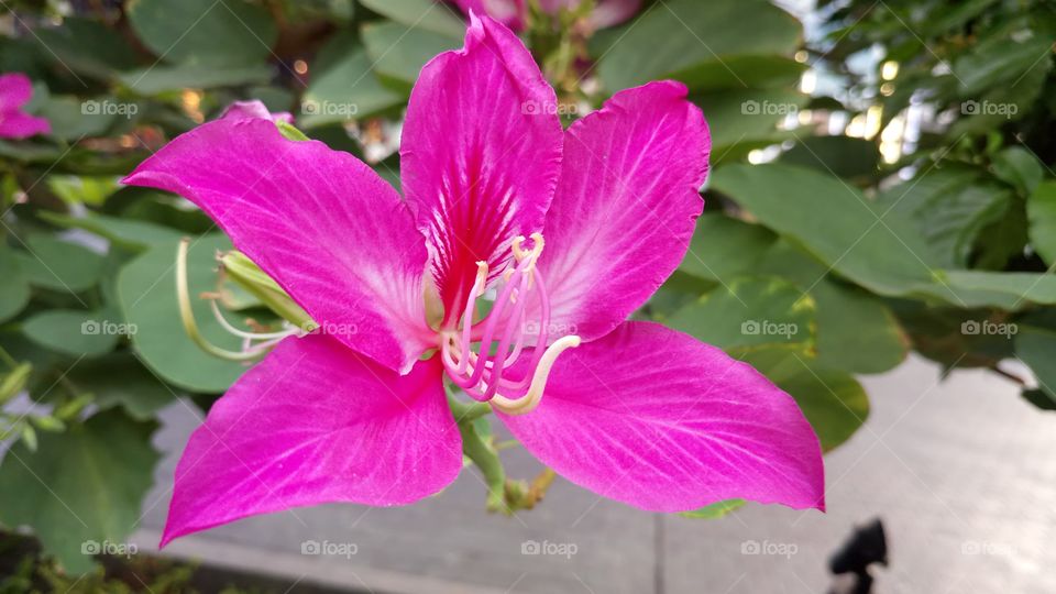 Thai flower