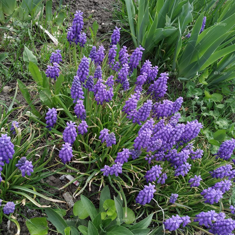 spring flowers