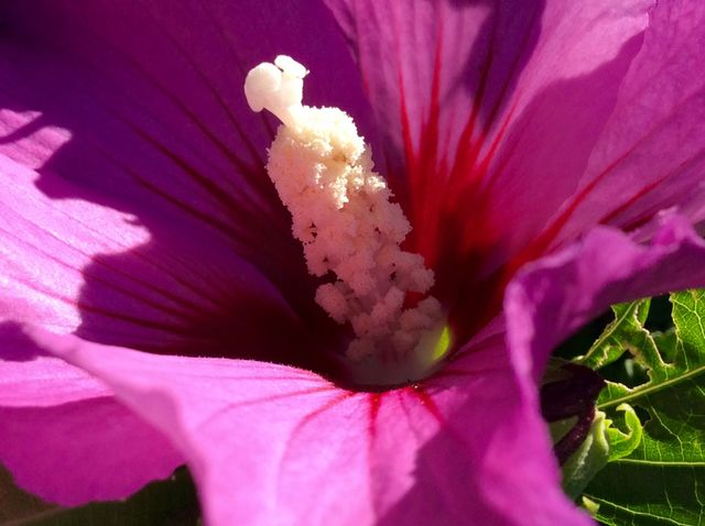 Closeup
