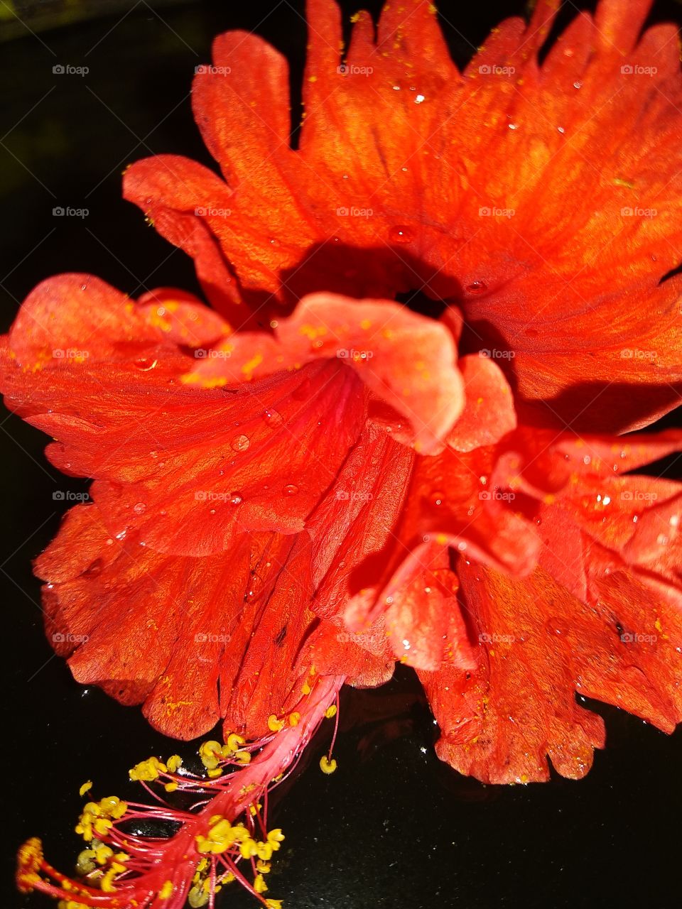 beautiful hibiscus flower in garden,beautiful china rose,beautiful flower floating in water,beautiful red flower.