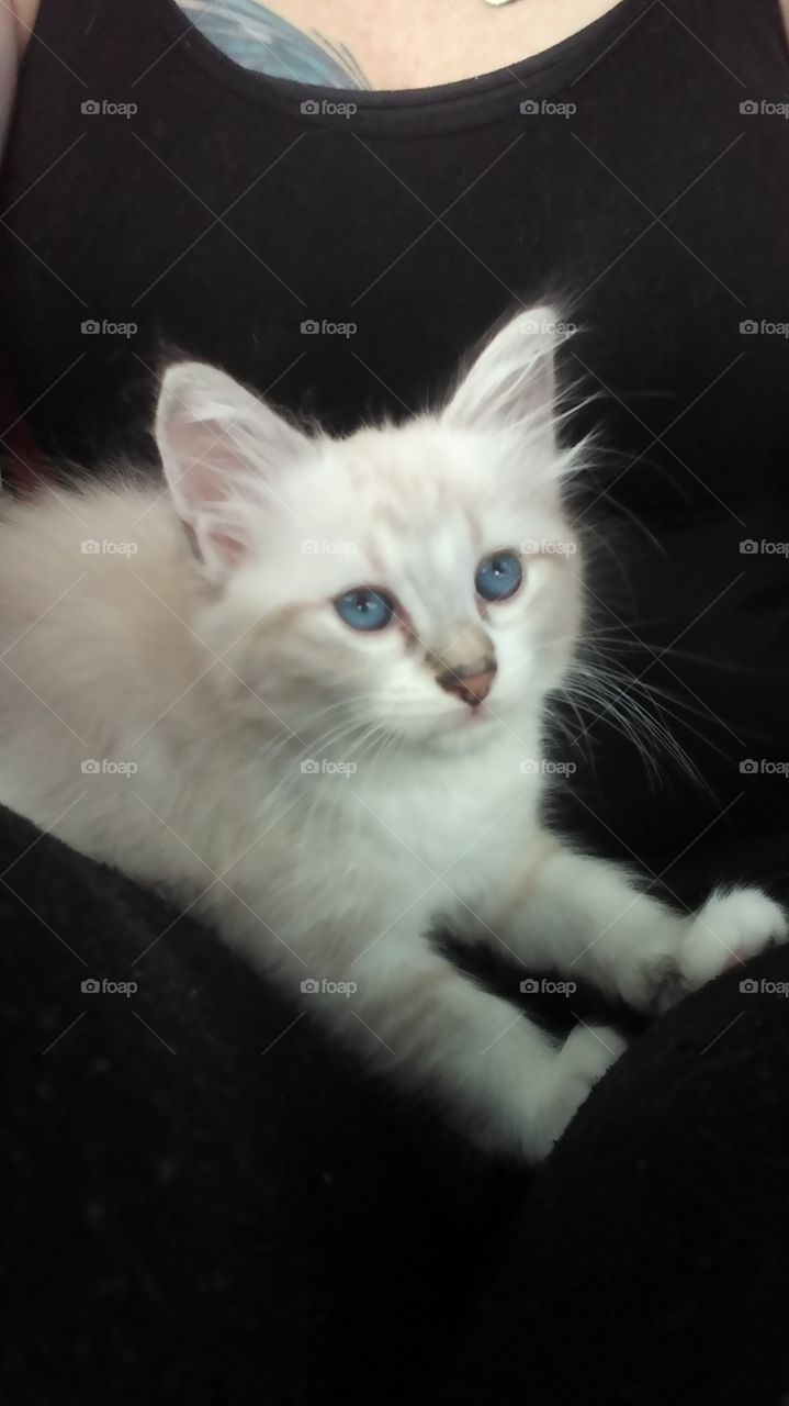 Ball of Cute: 7 Week Old Lynx Point Ragdoll Siamese Kitten With Blue Eyes