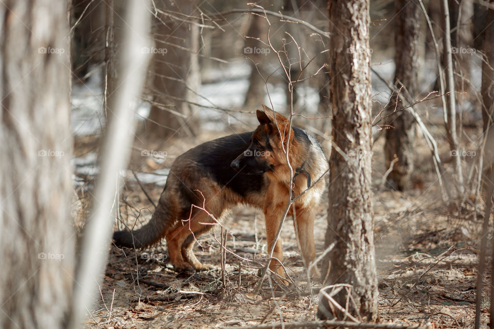 German shepherd 7-th months old puppy in a spring forest at sunny day