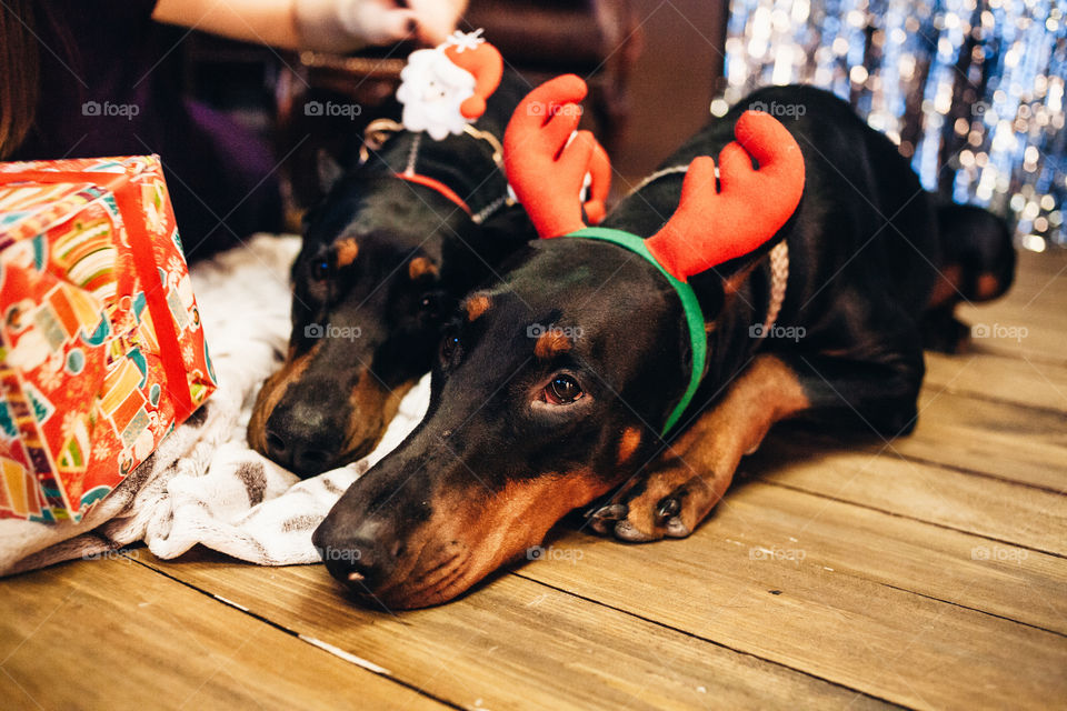 christmas celebration with dobermans