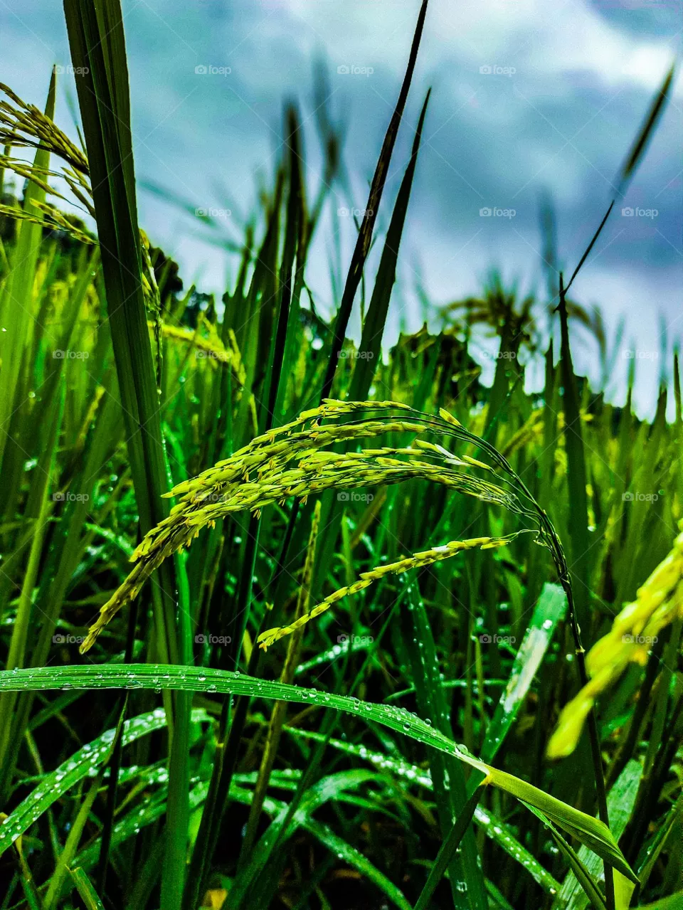 I took the picture of this rice plant in front of our village house.  I was able to take a very beautiful picture of green rice and trees.  Our village looks very beautiful.