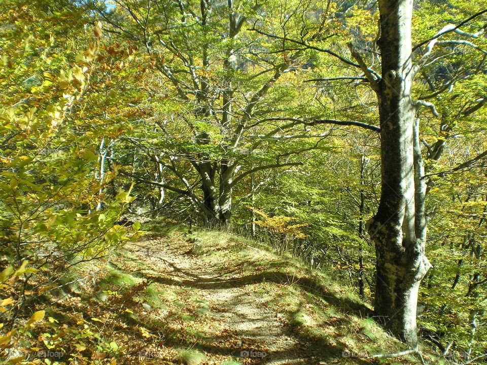 View in forest