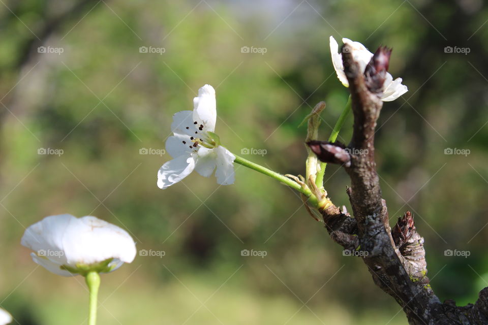 branch flower