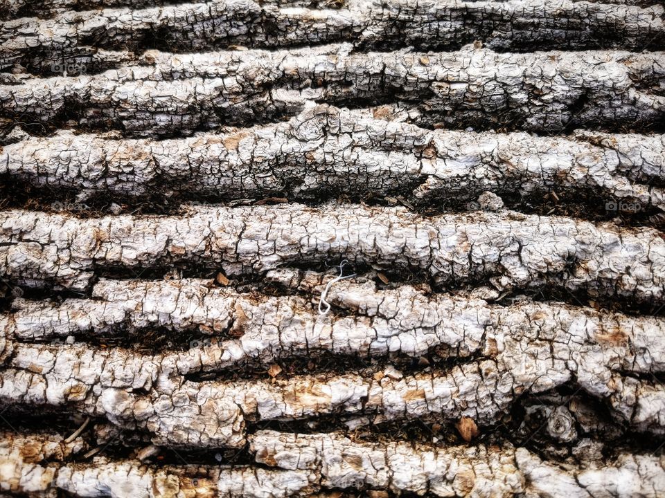 Forest day outdoor nature greens wild forest greens