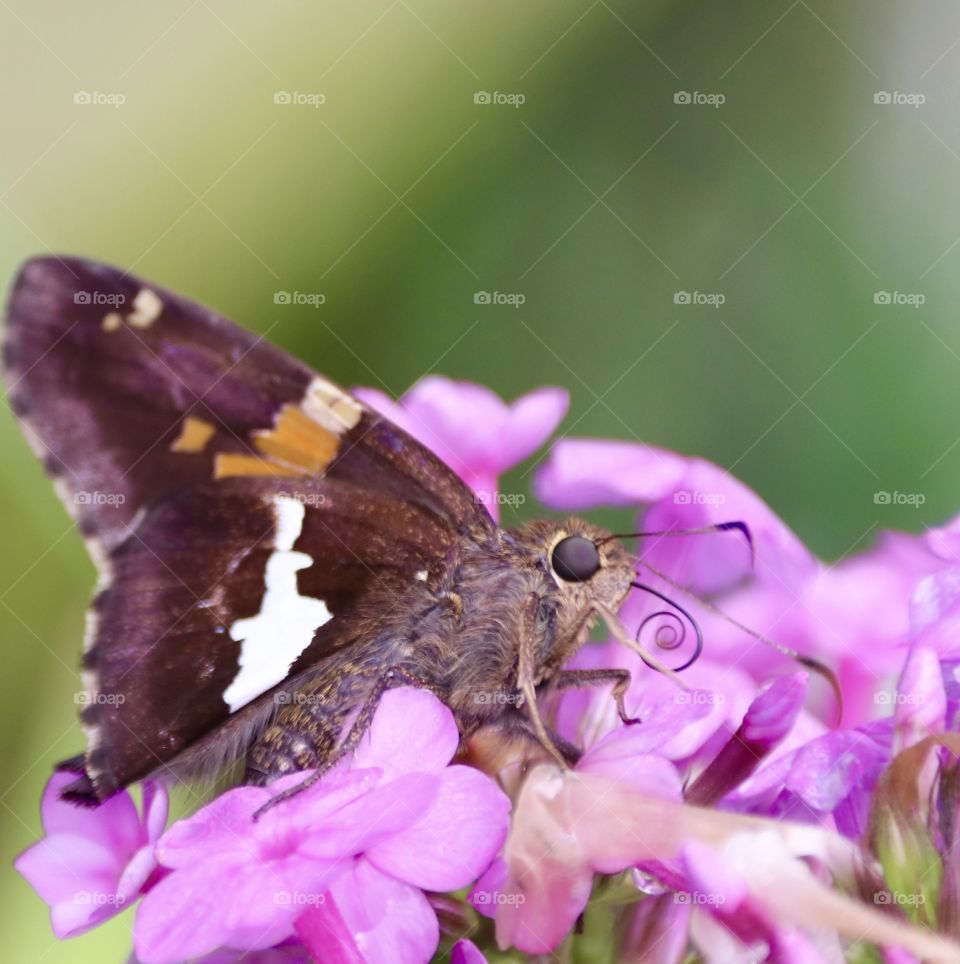 Butterfly on a flower 