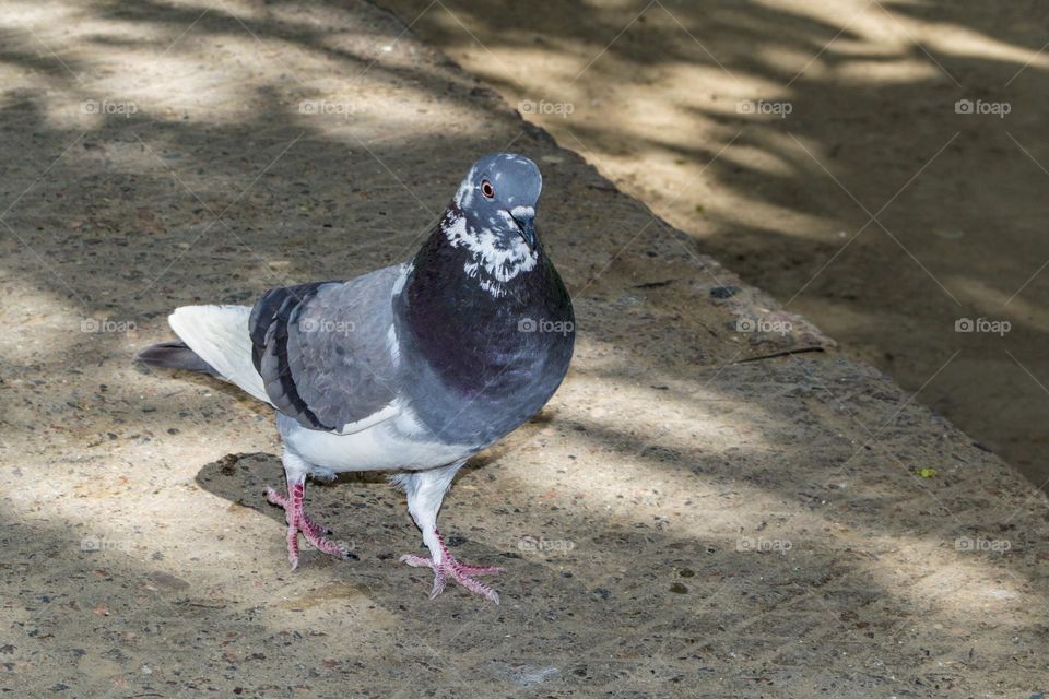 Pigeon.