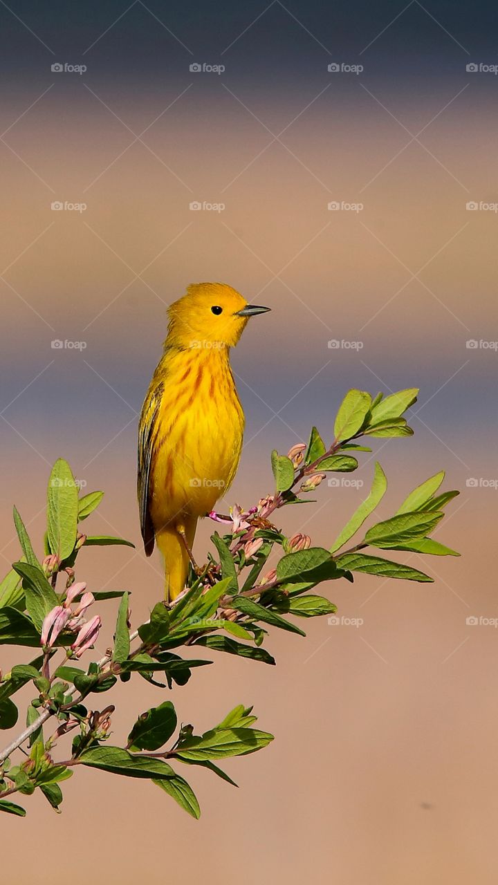 yellow warbler