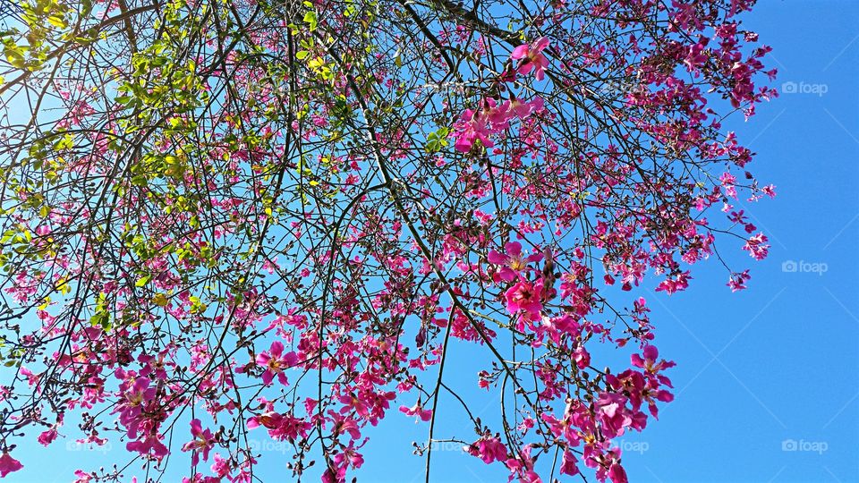 Autumn in Southern California looks a little different than the traditional Autumn in other parts of the world!