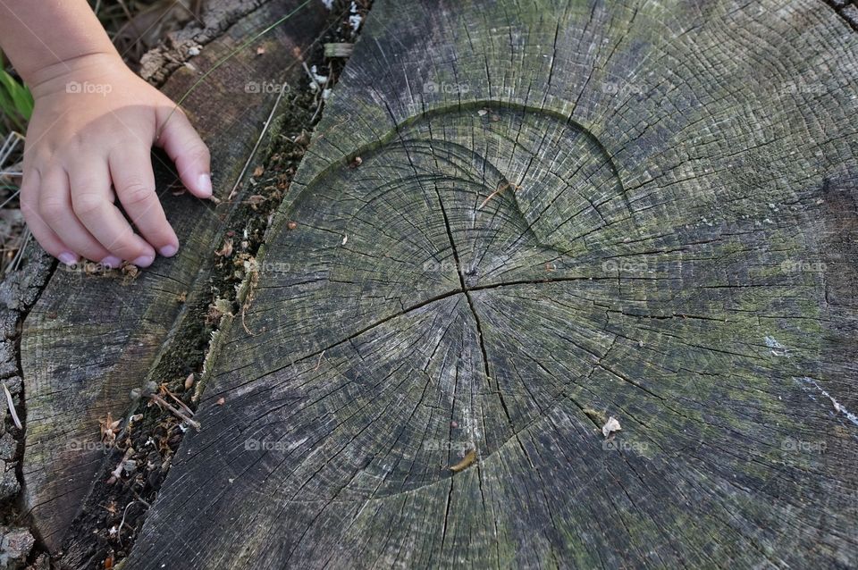 Tree stump 