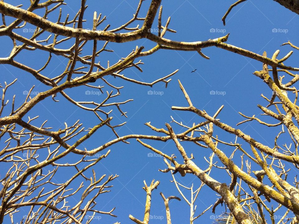 Dry branches