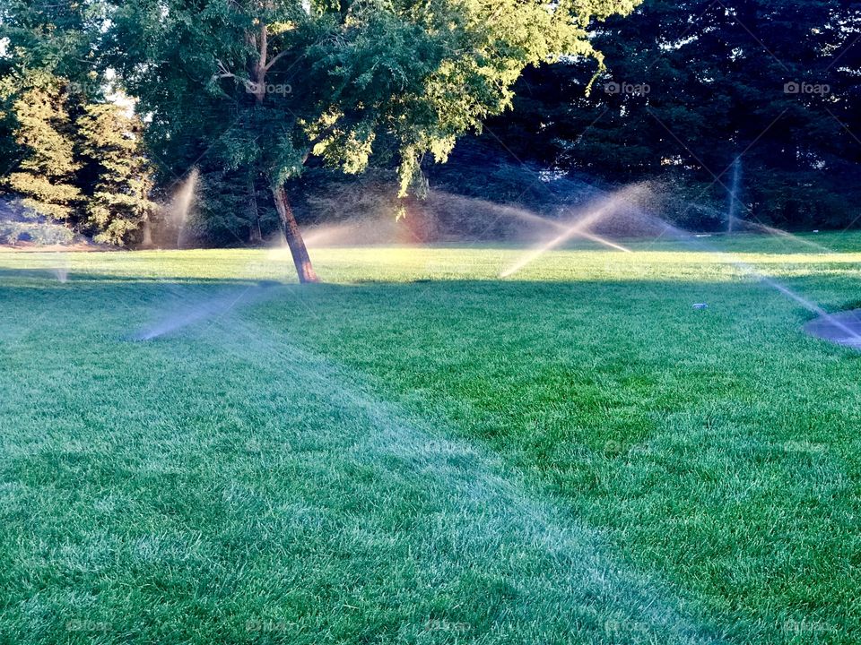 Green backyard with sprinkler 