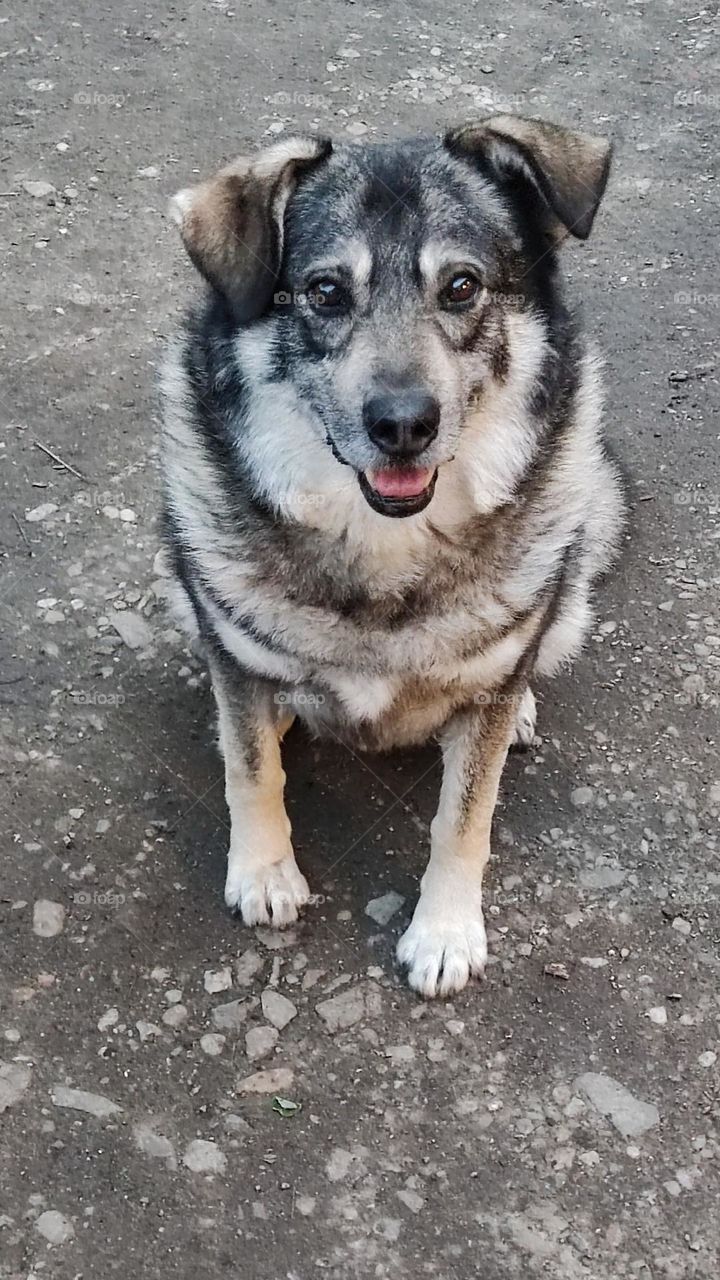 the dog took a break during the walk