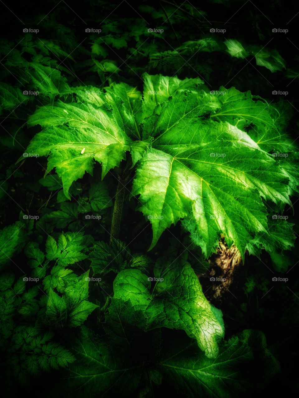 Color day outdoor nature greens wild forest