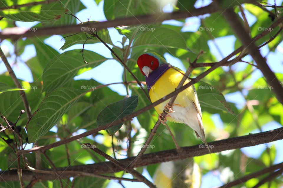 redhead bird with yellow body