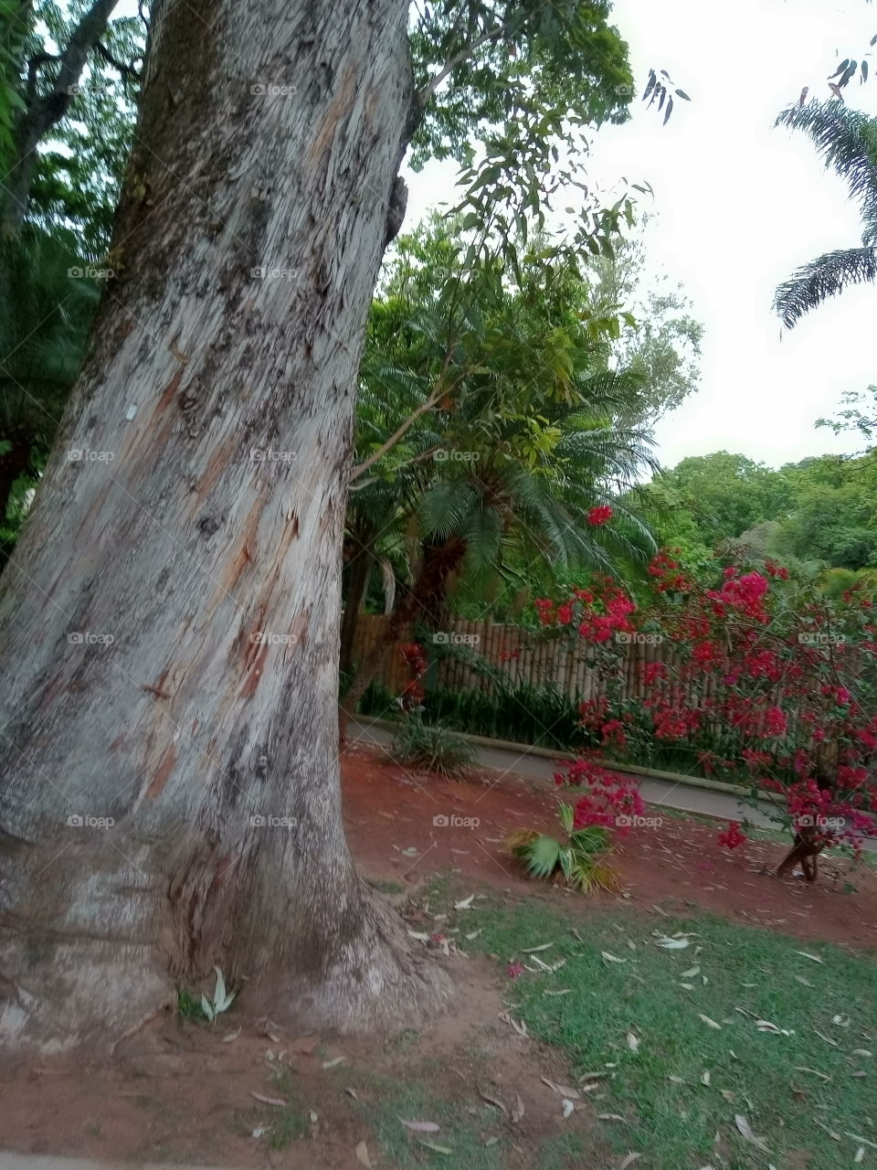 O Encanto das flores!