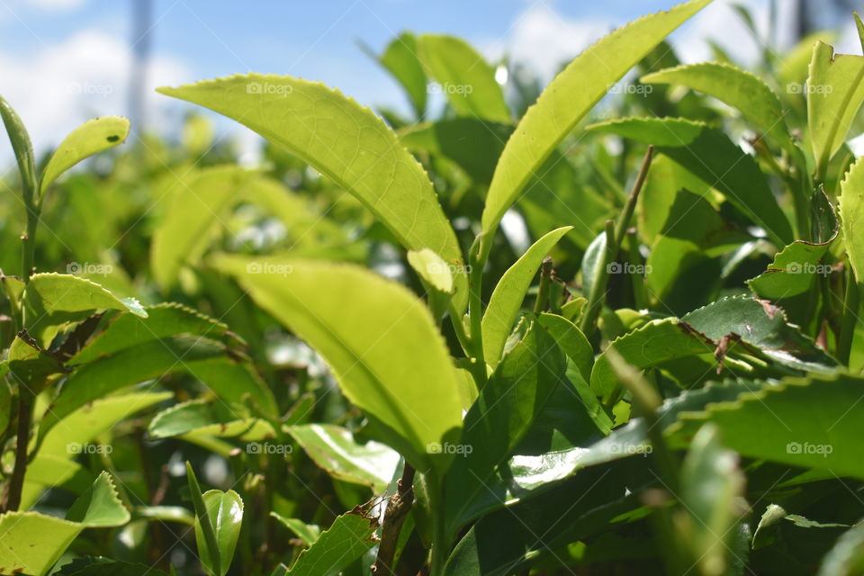 Close up snap of tea leaves